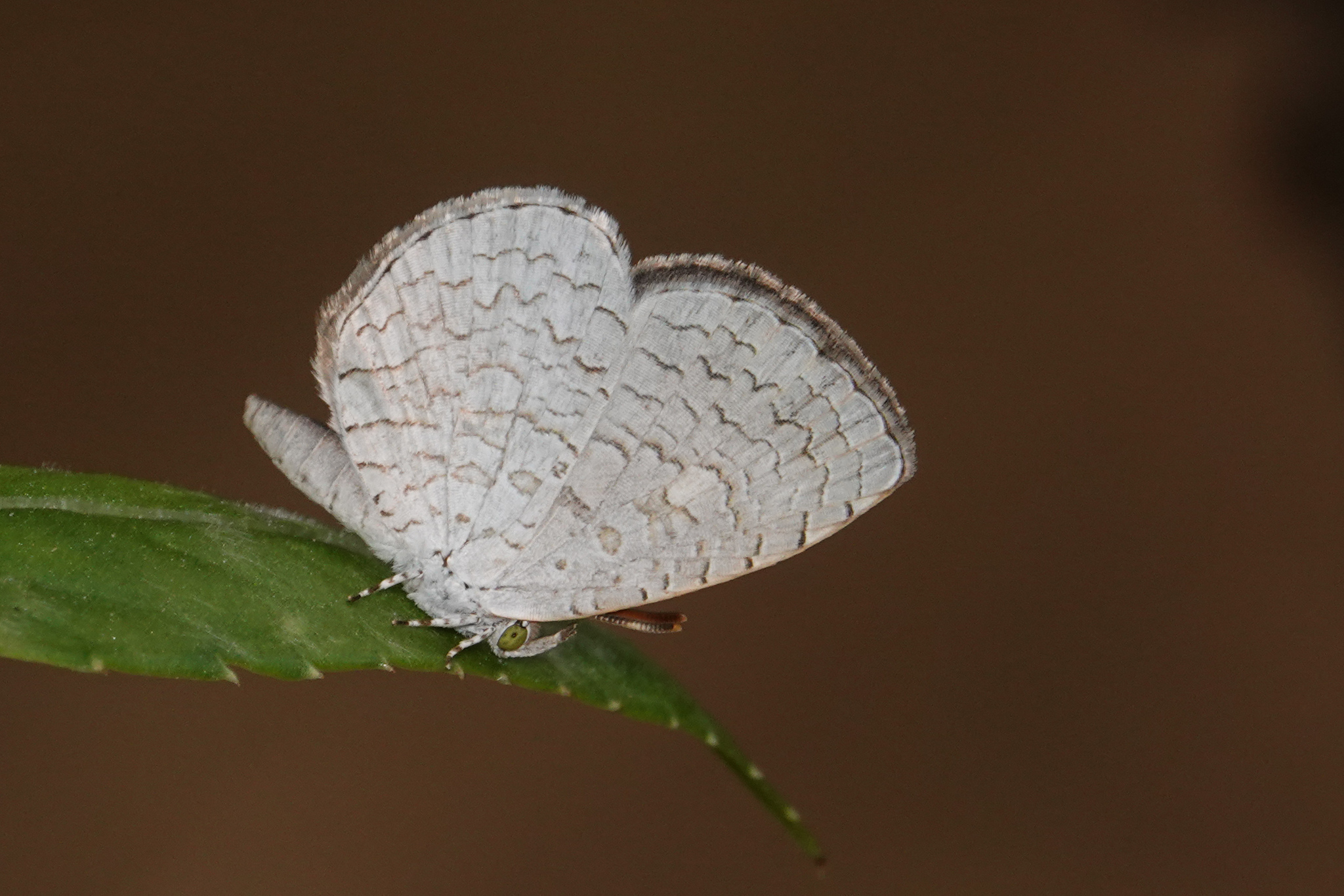 Apefly