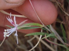 Clarkia xantiana parviflora