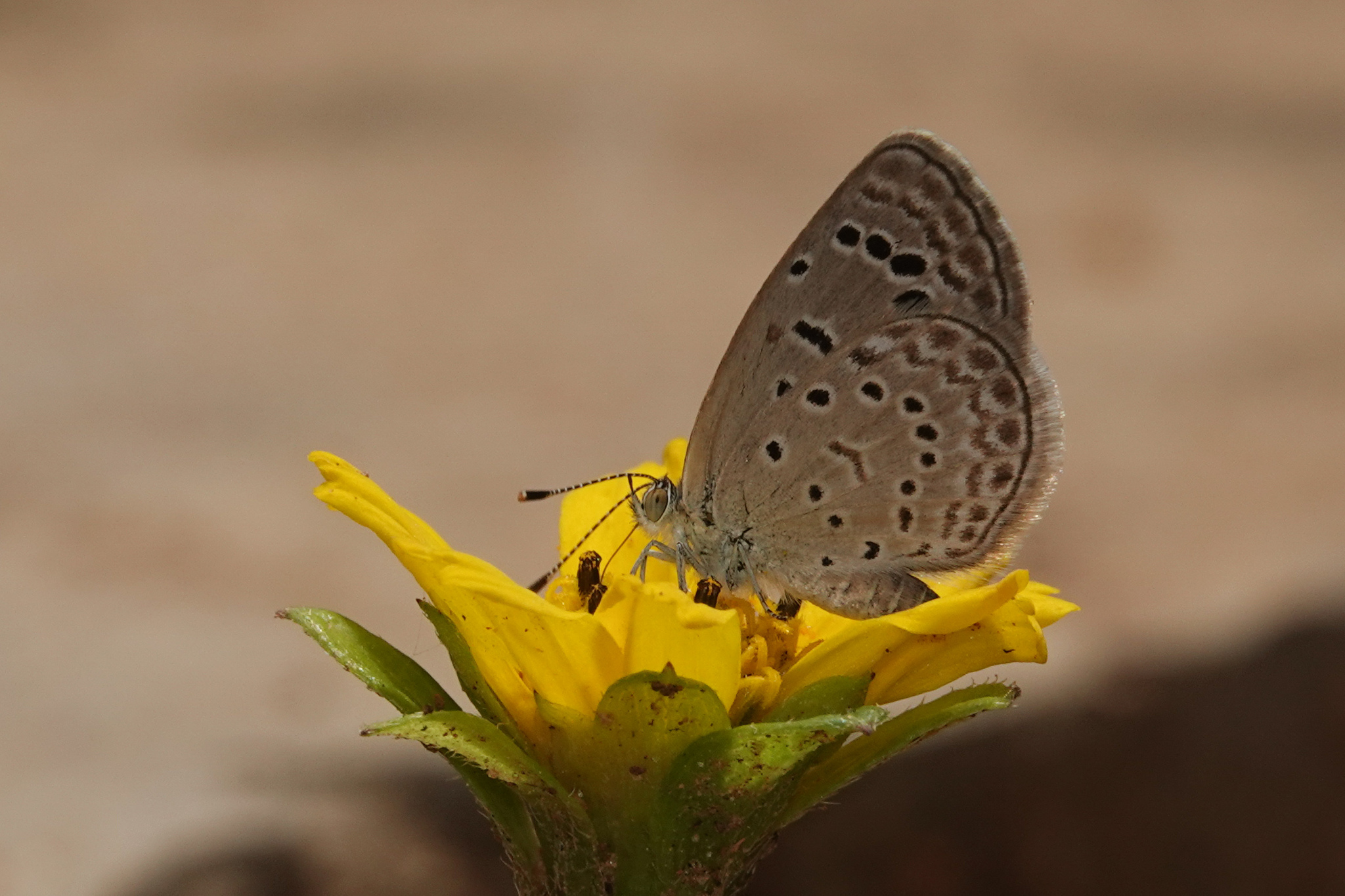 Dark Grass Blue