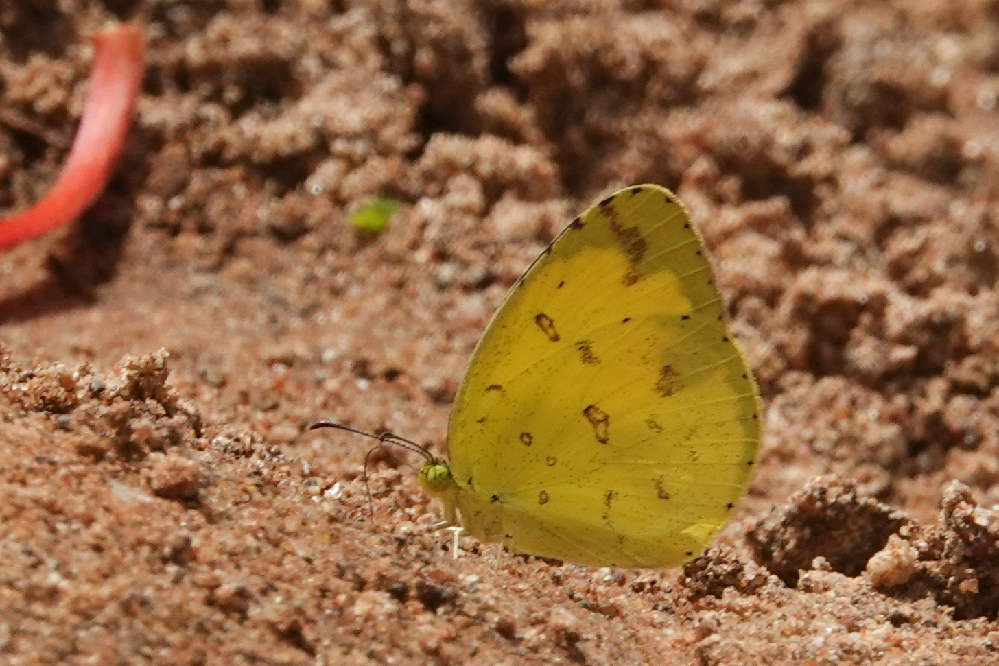 Common Grass Yellow
