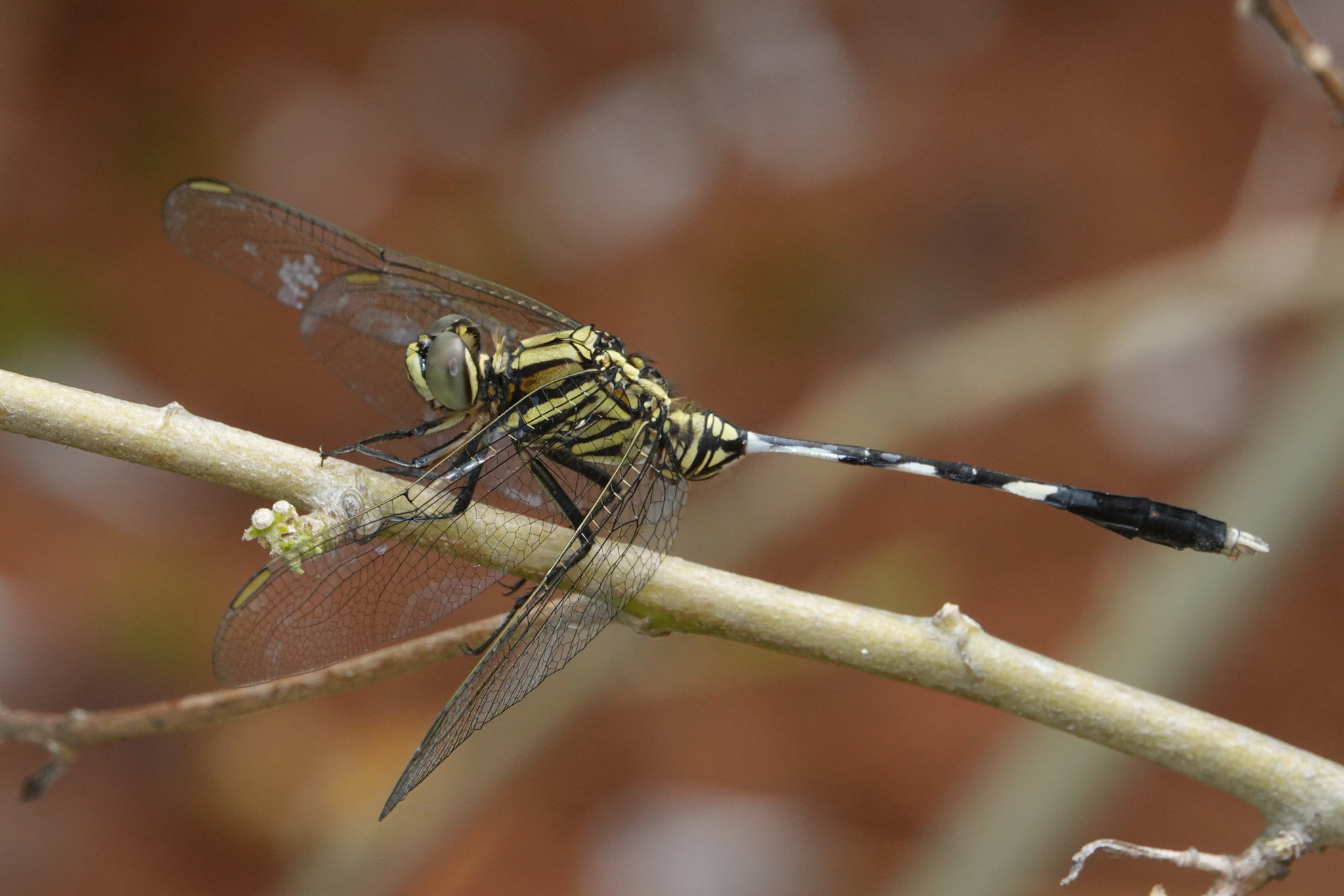 Slender Skimmer