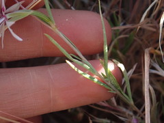 Clarkia xantiana parviflora