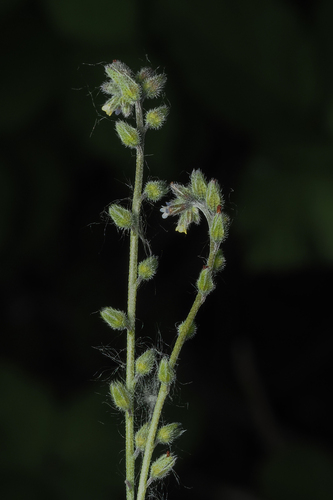 Myosotis discolor iNat (3)