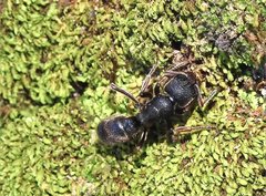 Pseudoneoponera rufipes