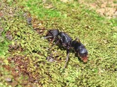 Pseudoneoponera rufipes