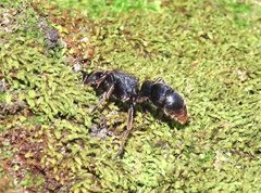 Pseudoneoponera rufipes