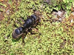 Pseudoneoponera rufipes