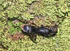 Pseudoneoponera rufipes