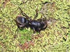 Pseudoneoponera rufipes