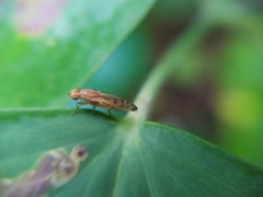 Opomyza florum