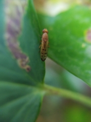Opomyza florum