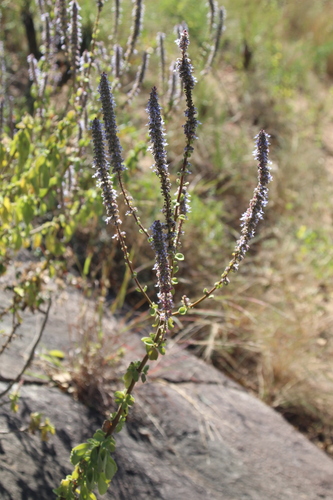 Coleus subspicatus, photograph 6