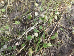 Halerpestes sarmentosa