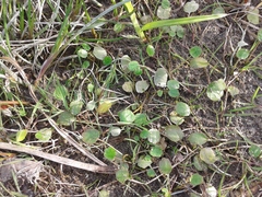 Halerpestes sarmentosa