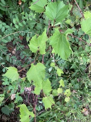 Vitis