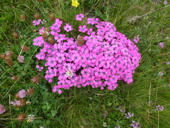 Dianthus pavonius
