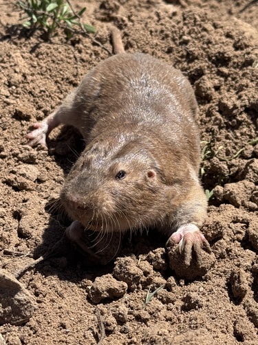 Hall's Pocket Gopher (Geomys jugossicularis) — Data Deficient Mammalia