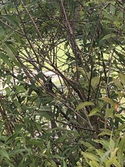 Dumetella carolinensis