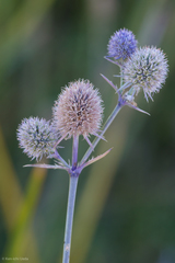 Eryngium articulatum