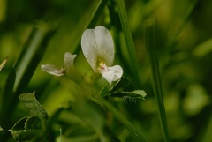 Trifolium monanthum monanthum