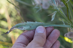 Eryngium articulatum