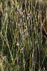 Eryngium articulatum