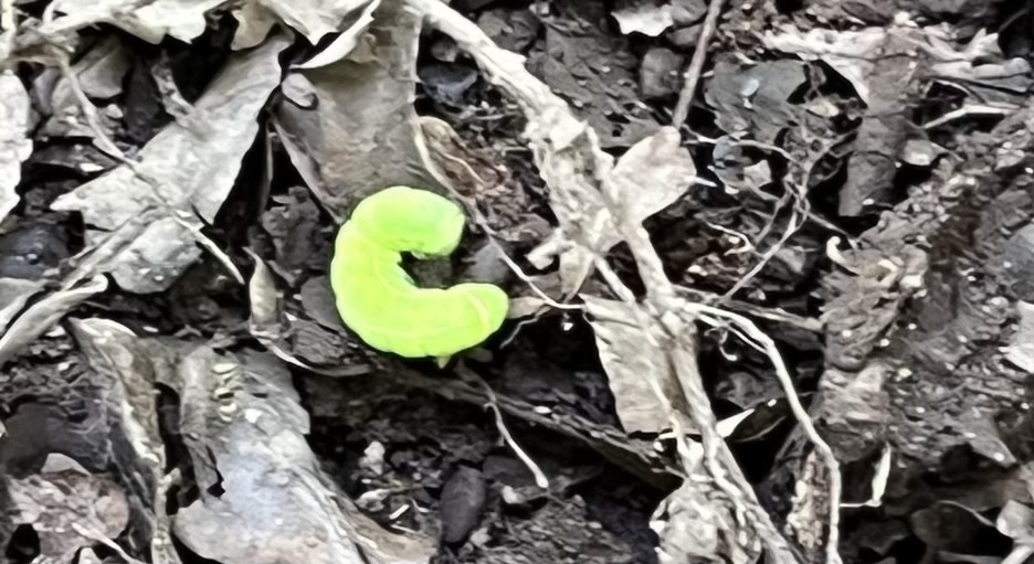 Achateule
