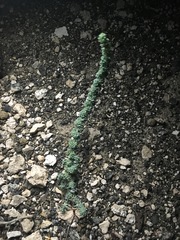 Halogeton glomeratus