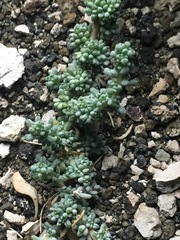 Halogeton glomeratus
