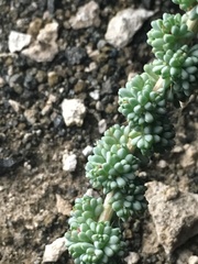Halogeton glomeratus