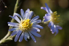Symphyotrichum lentum