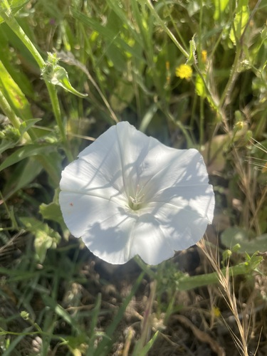 Betony-leaved Bindweed