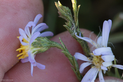 Symphyotrichum lentum