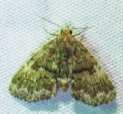 Metalectra richardsi