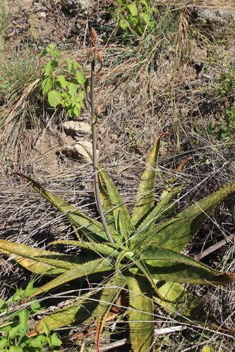 Aloe barbertoniae Pole-Evans