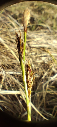 Ciliated-fruit sedge (Carex blepharicarpa)