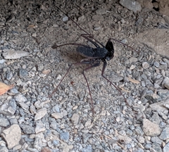 Paraphrynus carolynae