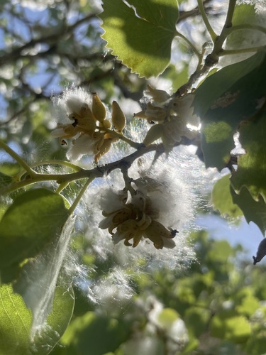 Euphrates poplar