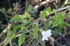 Calystegia sepium limnophila