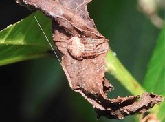 Neoscona menghaiensis