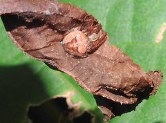 Neoscona menghaiensis