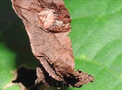 Neoscona menghaiensis