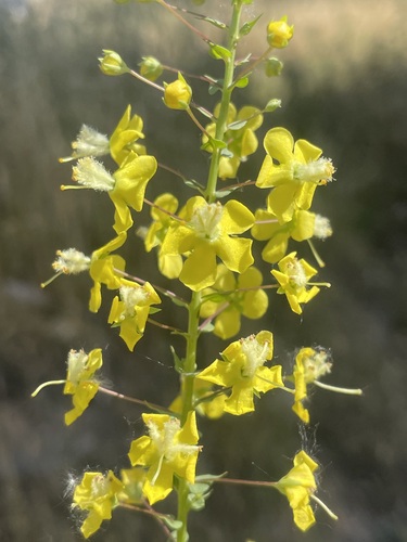 Verbascum agrimoniifolium