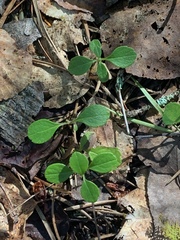 Linnaea borealis longiflora
