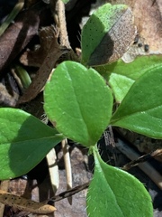 Linnaea borealis longiflora