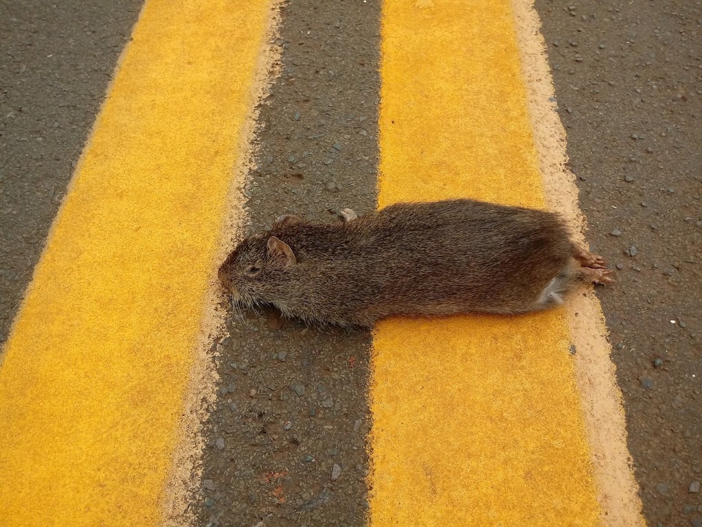 Cavia aperea pamparum