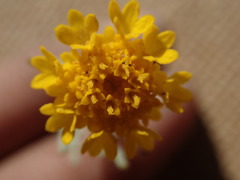 Chaenactis glabriuscula glabriuscula