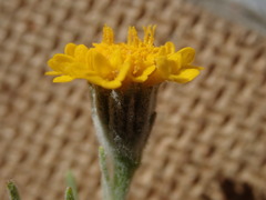 Chaenactis glabriuscula glabriuscula