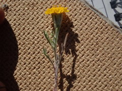 Chaenactis glabriuscula glabriuscula