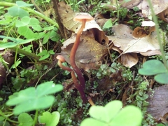 Fungi